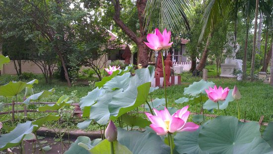 Lotus pond - img src indeco swamimalai