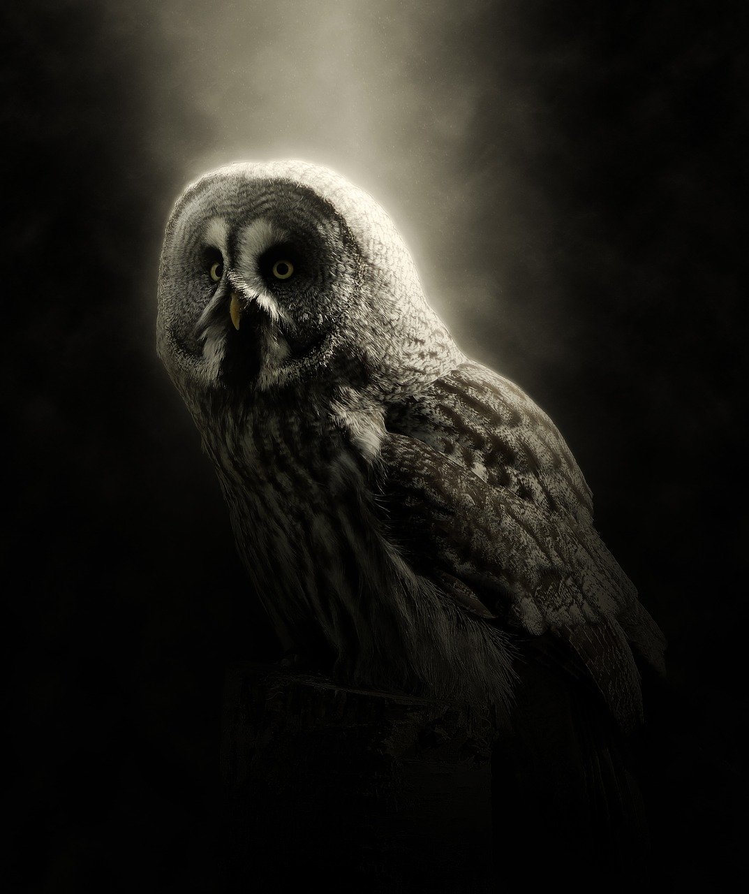 ponniyin selvan son of cauvery pixabay owl