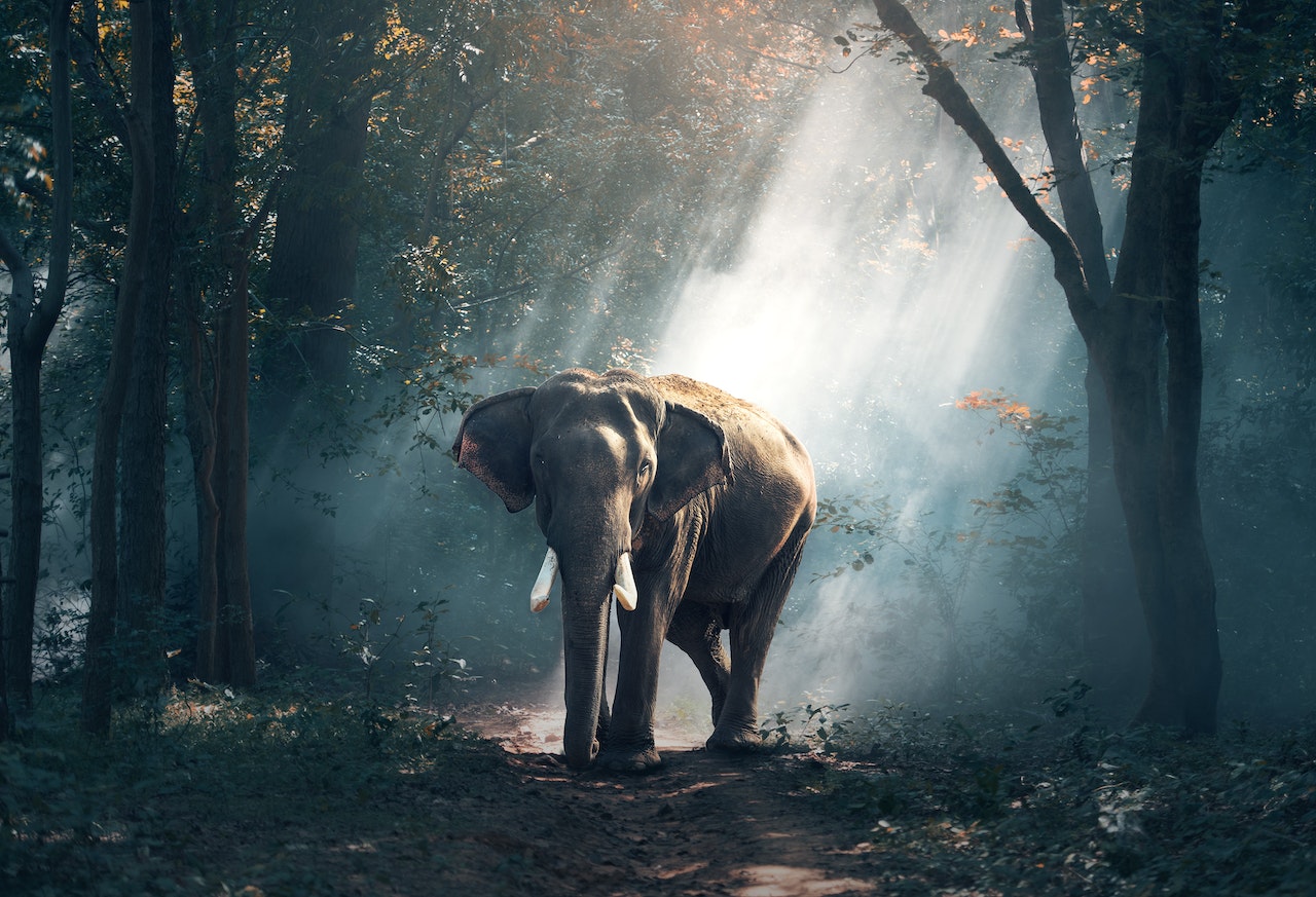 son of cauvery sonofcauvery ponniyin selvan elephant gajendran vanathi img src pexels pixabay